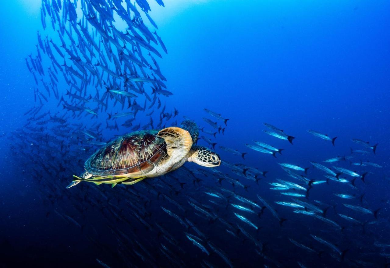 Sanctum Una Una Eco Dive Resort Pulau Unauna المظهر الخارجي الصورة