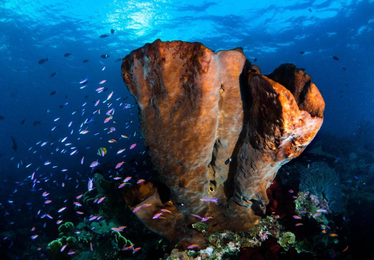 Sanctum Una Una Eco Dive Resort Pulau Unauna المظهر الخارجي الصورة