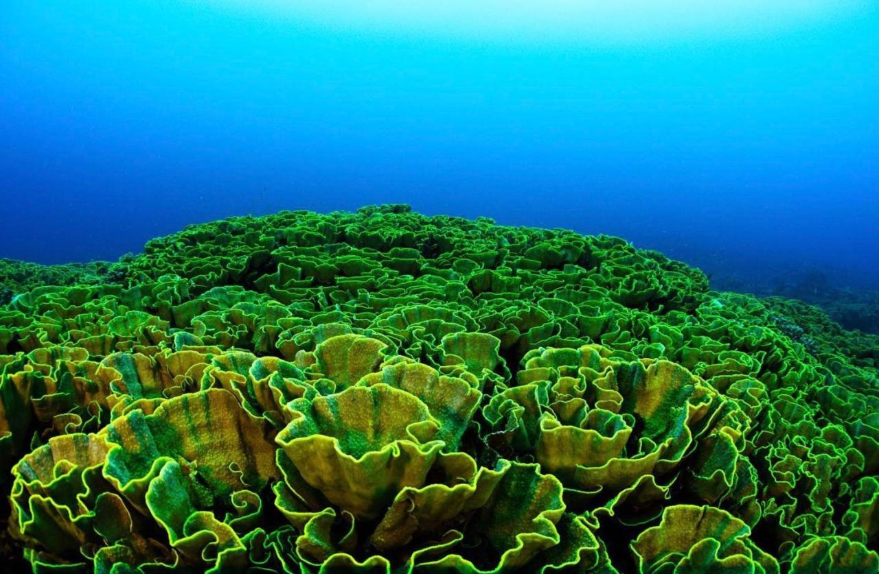 Sanctum Una Una Eco Dive Resort Pulau Unauna المظهر الخارجي الصورة