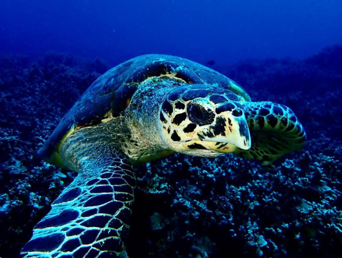 Sanctum Una Una Eco Dive Resort Pulau Unauna المظهر الخارجي الصورة